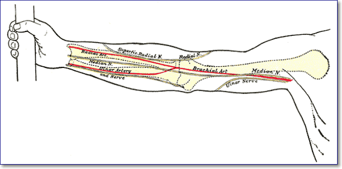 Main arteries of the arm