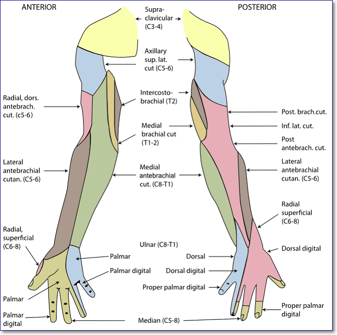 Cutaneous innervation of the right upper extremity