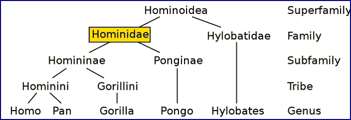Генеалогическое древо существующих гоминоидов
