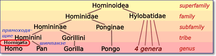 Hominina or Australopithecina is a subtribe in the tribe Hominini