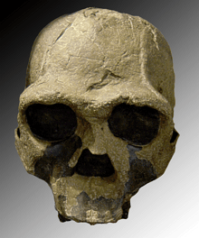 череп Homo ergaster