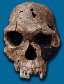 череп Homo habilis