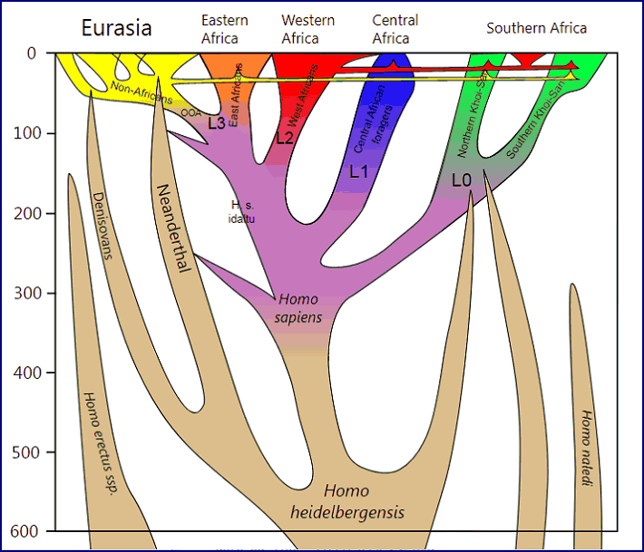 Модель филогении H. sapiens за последние 600 тыс. лет