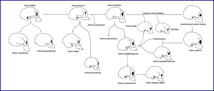 Эволюция формы, размера и контуров черепа человека (Homo)