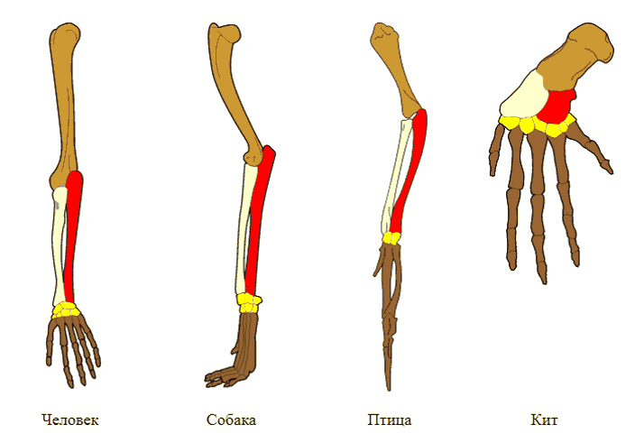 Гомологичные кости в конечностях четвероногих.