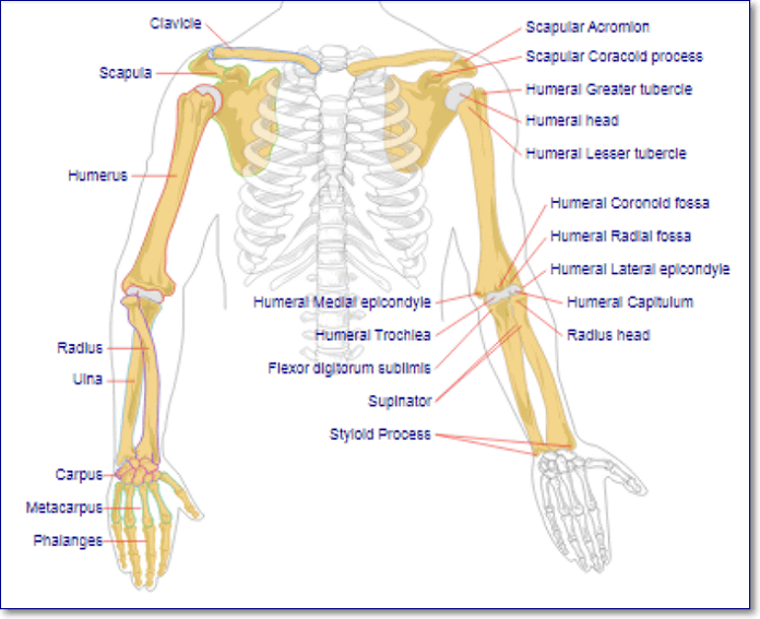 Bones of the upper limbs, together with shoulder girdles