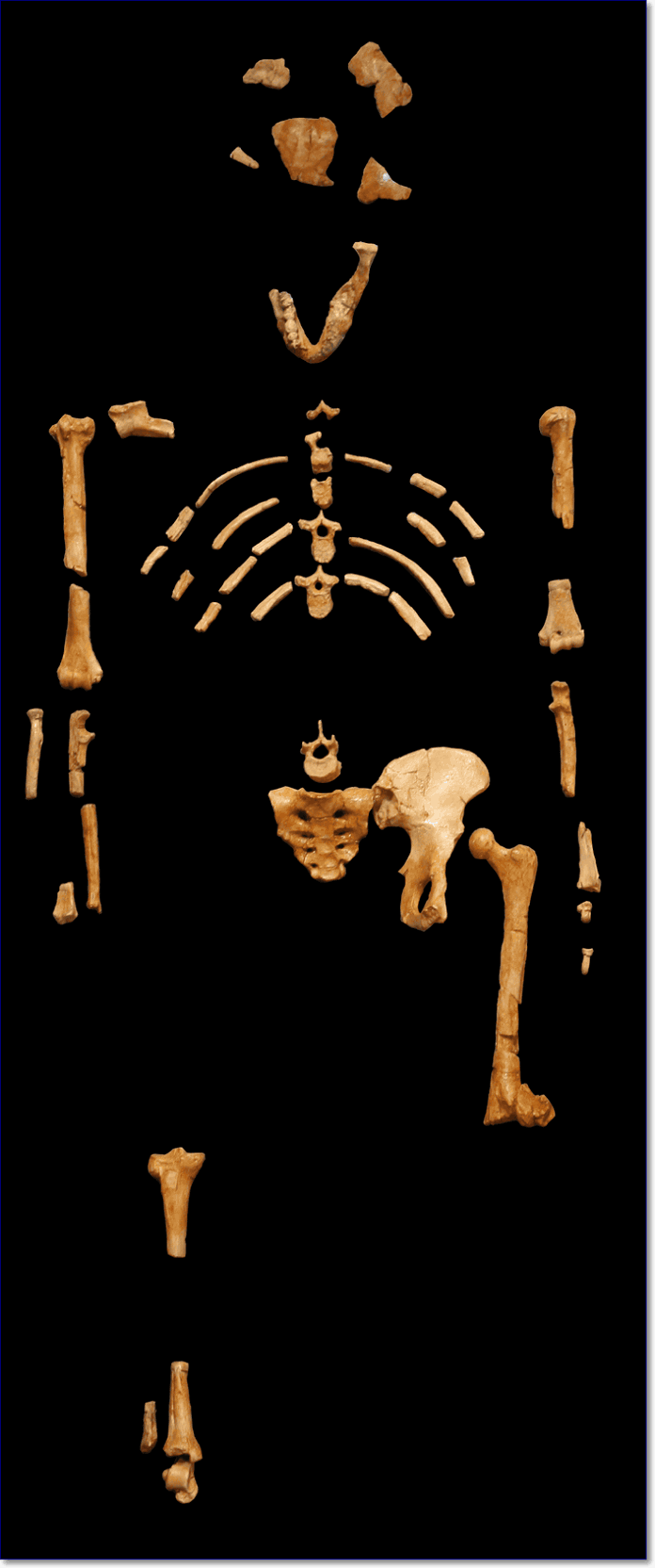 Cast of the skeleton of Lucy, an A. afarensis