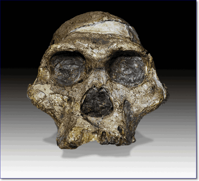 The original complete skull of Australopithecus africanus specimen so-called Mrs. Ples