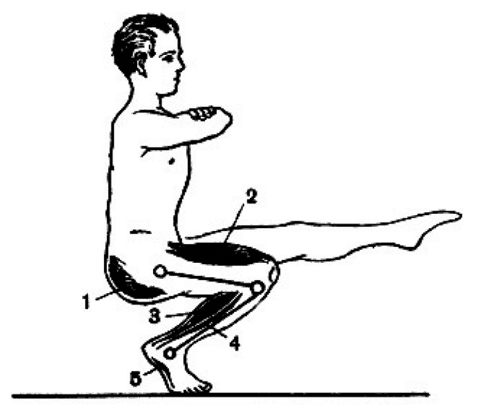 Мышцы нижней конечности, участвующие в опускании и поднимании на одной ноге