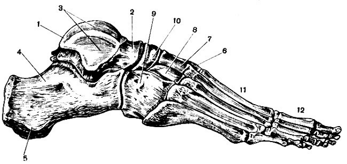 Кости правой стопы с латеральной стороны