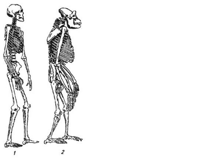 Рис. 61. Пропорции тела: 1 — скелет человека; 2 — скелет гориллы