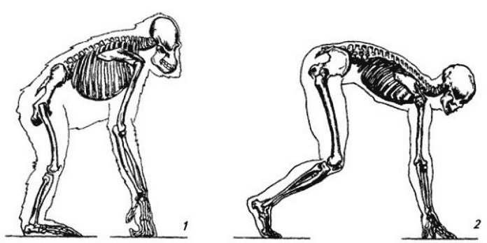 Скелеты при одинаковом положении тела: 1 — шимпанзе; 2 — человека