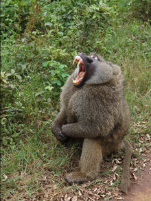 Самец оливкового бабуина показывает свои клыки