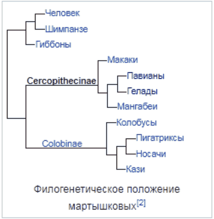 Филогенетическое положение мартышковых (Cercopithecinae)