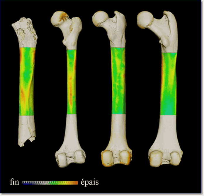 Сравнение бедренных костей сахелантропа и гоминид