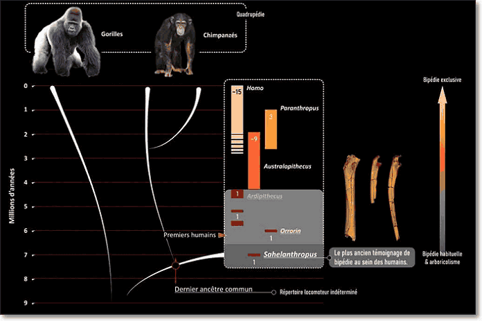 сахелантроп отделился от предков шимпанзе в связи с переходом к прямохождению