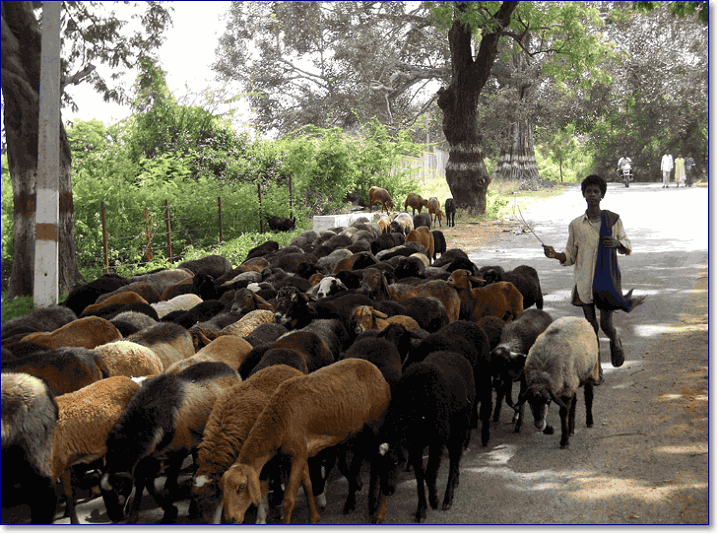 Мальчик пасет стадо овец, Индия