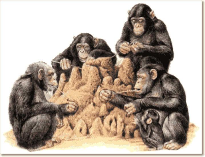 Шимпанзе используют палочки для ловли термитов