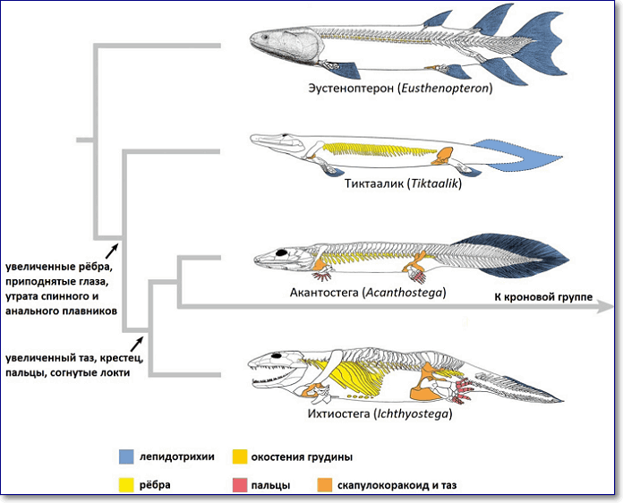 Упрощённое филогенетическое древо перехода от лопастепёрых рыб к четвероногим