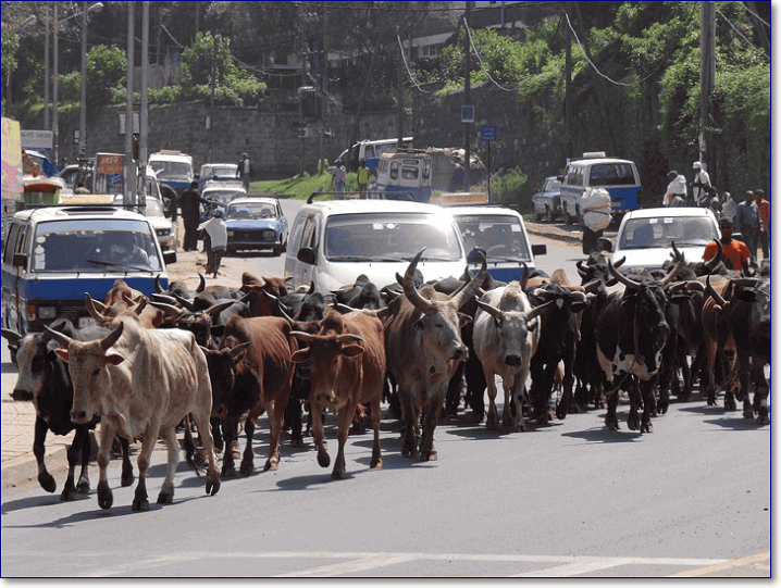 стадо крупного рогатого скота на улице Аддис-Абебы
