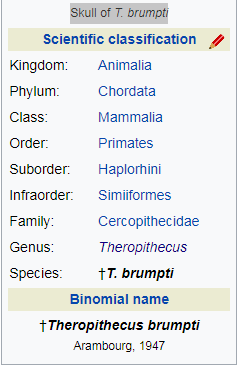 Классификация theropithecus- brumpti