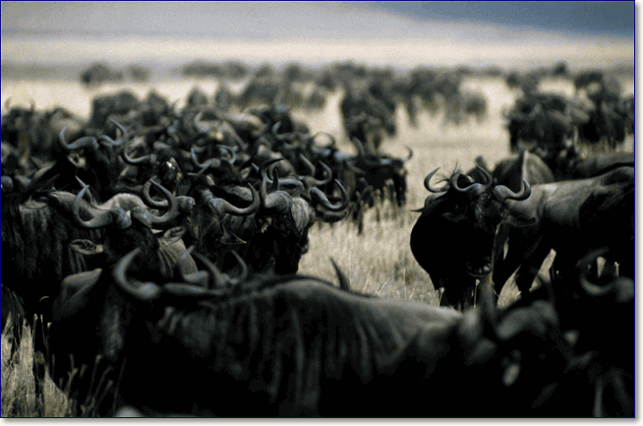 стадо антилоп гну в саванне