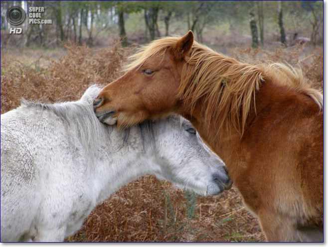 взаимный груминг у лошадей вида пони
