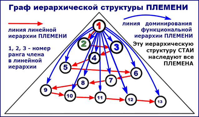 Граф СЕТКИ линий властных отношений в любой социальной группе