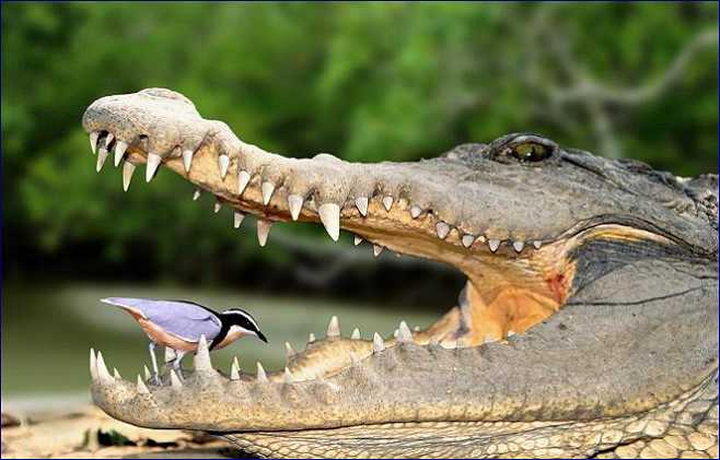 симбиоз крокодилов с птицами чистильщиками